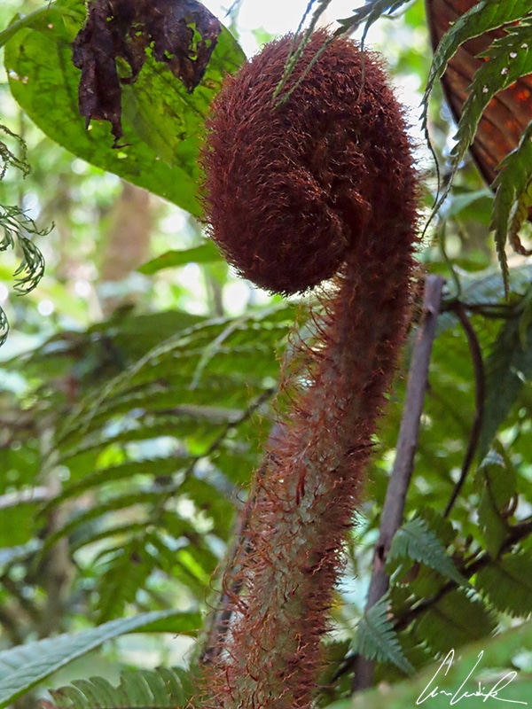 The young fronds of tree ferns emerge in coils that uncurl as they grow. The fiddlehead resembles the curled ornamentation on the end of a stringed instrument, such as a fiddle.