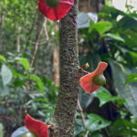 Autre plante d’un autre temps aperçue dans la forêt tropicale: elle a l’aspect d’une une olive verte surmontée d’une ombrelle rouge.