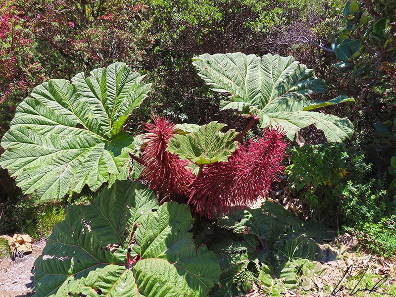 Gunnera Insignis or "The Sombrilla del Pobre" is recognizable by its huge thorny petiole and its red spikes reaching up to the sky.
