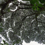 The canopy appears dense and contiguous when viewed from the ground, but in reality, the treetops do not touch each other: it’s called crown shyness.