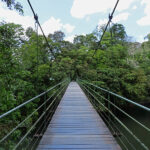 In the Costa Rican rainforests, many trails include suspension bridges, sometimes perched several dozen feet above the ground.