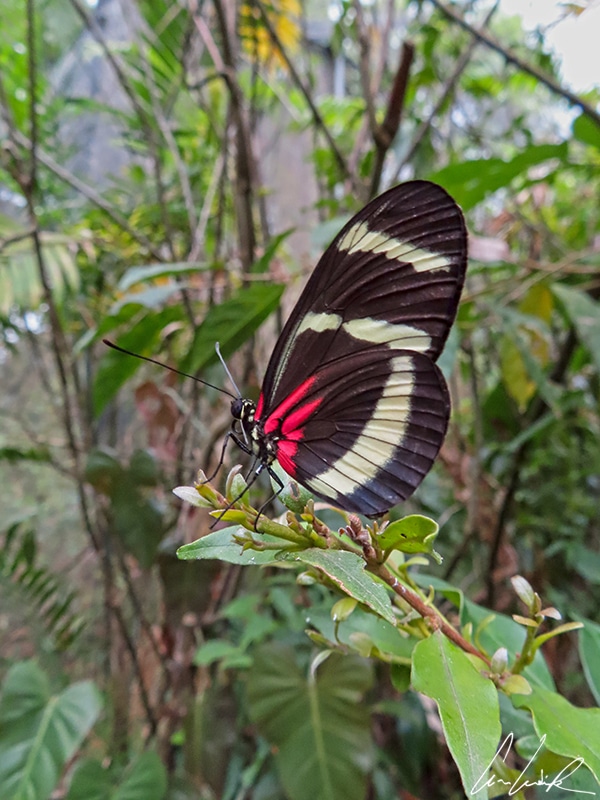 Heliconius hewitsoni is a butterfly which lives in rainforests. It has black wings with two white bands with red at the base of the hind wings.