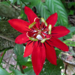 Scarlet passionflower or Passiflora miniata has reddish flowers, 4.5 inches wide, adorned with a ring of bright red coronal filaments.