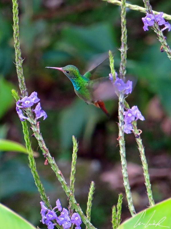 L’ariane à ventre gris est un colibri au plumage vert-bronze avec la queue rousse. Il vient consommer le nectar des fleurs de la famille des Verbénacées.