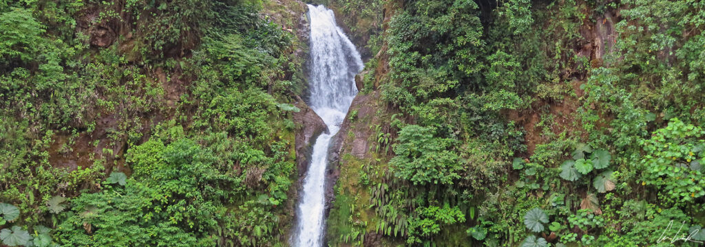 La forêt tropicale est un jardin d'éden avec une végétation dense, luxuriante et le son reposant d’une cascade.