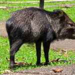 A peccary is a medium-sized pig-like hoofed mammal with greyish-brown fur. The peccary lives in large family groups in the tropical forests of Costa Rica.