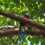 The Resplendent Quetzal male has bright iridescent blue-green upperparts, throat and upper breast, but the color differs according to the light. Its throat and abdomen are red.