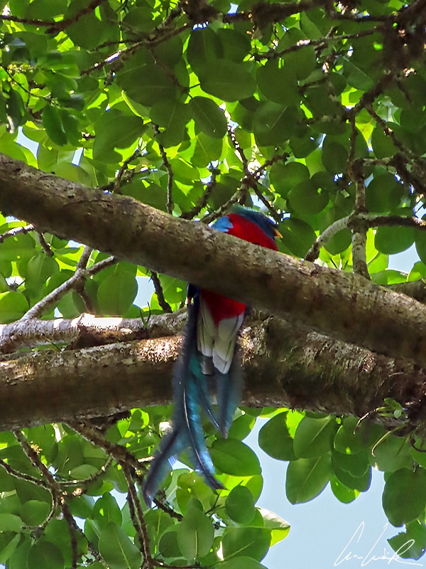 The Resplendent Quetzal male has bright iridescent blue-green upperparts, throat and upper breast, but the color differs according to the light. Its throat and abdomen are red.