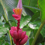 La fleur de bananier est violette ou de couleur rosée et se compose de plusieurs couches de bractées avec des rangées de fleurs jaunes se trouvant entre les bractées.