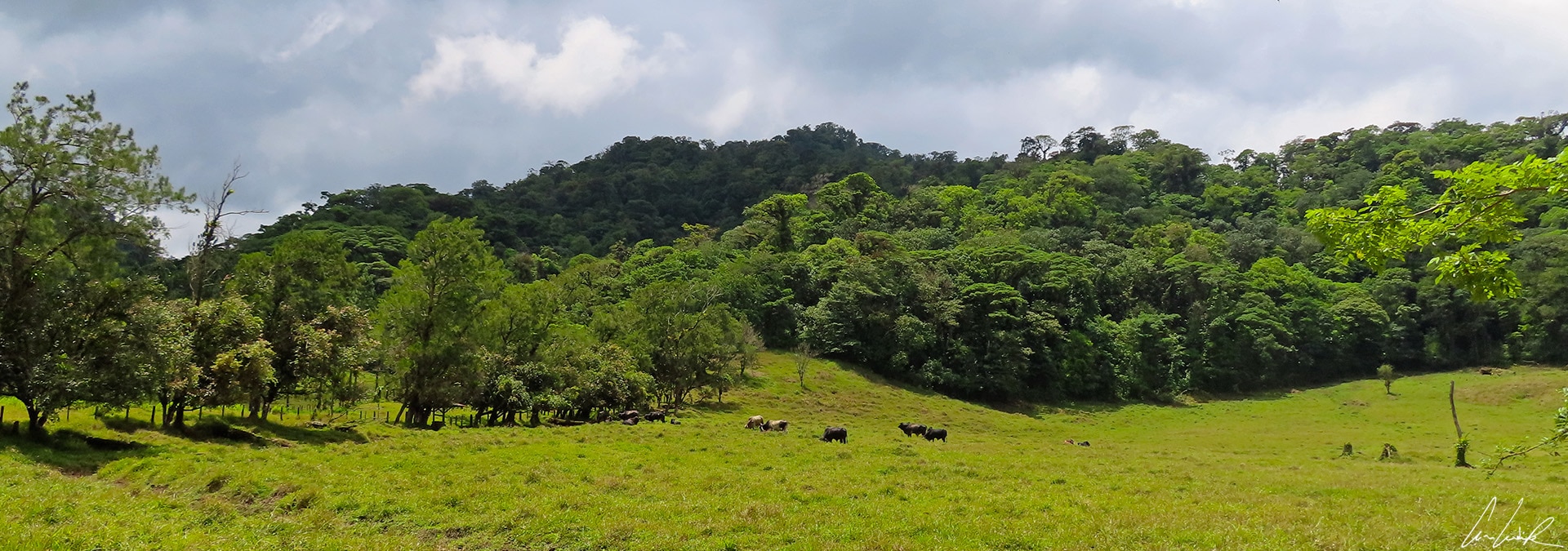 Sur les pentes volcaniques de l’Arenal, la terre est d'une fertilité sans égale. La végétation est luxuriante et le bétail broute dans les vastes pâturages.