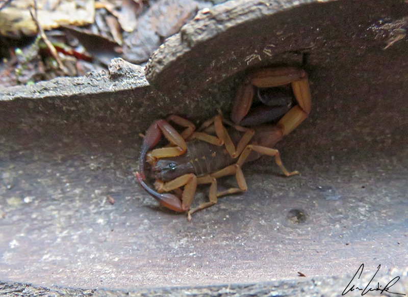 Dans la forêt tropicale du Costa Rica, un scorpion peut se tenir en embuscade sous les écorces. Aucune espèce de scorpion au Costa Rica n’a un poison pouvant tuer une personne.