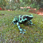 The Green and Black poison dart frog gets its common name from its coloration, a black background with a green pattern. The bright color of the Green and Black poison dart frog warns predators of danger.