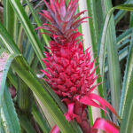 Ananas bracteatus is grown as an ornamental plant for its decorative red fruit. The leaves are long with sharp spines.