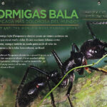 An informative panel seen in Costa Rica on the famous bullet ant. This species is one of the largest species of ants. The ant is named for the severe pain that follows a sting.