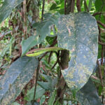 Le serpent Liane Perroquet a un dos vert feuille et présente deux fines rayures latérales jaune vif ou ocre. Sa face ventrale est bronze.