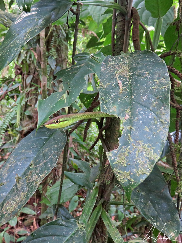 Le serpent Liane Perroquet a un dos vert feuille et présente deux fines rayures latérales jaune vif ou ocre. Sa face ventrale est bronze.