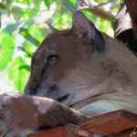 Le puma pèse entre 80 et 90 kg et a un pelage uniforme variant des tons fauves au brun. Il possède un corps musclé et trapu au large poitrail prolongé d'une tête ronde et courte.