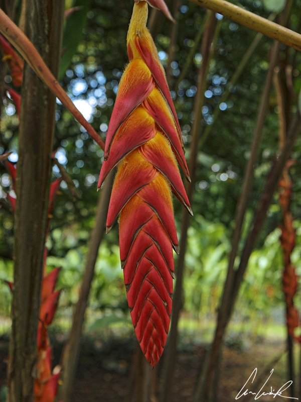 L'Héliconia, faux oiseau du paradis, est une beauté tropicale. Ses inflorescences en épis, dressées ou pendantes, sont constituées de bractées très colorées.