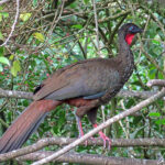 The Crested guan is a very large, long-tailed game bird of tropical forest. Its plumage is dark overall (often looks blackish) with bright red throat wattle.