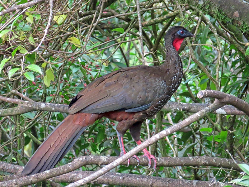The Crested guan is a very large, long-tailed game bird of tropical forest. Its plumage is dark overall (often looks blackish) with bright red throat wattle.