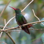 The rufous-tailed hummingbird is a medium-sized hummingbird. It is mostly green with a grayish-green belly. The upper tail coverts and tail are rufous.