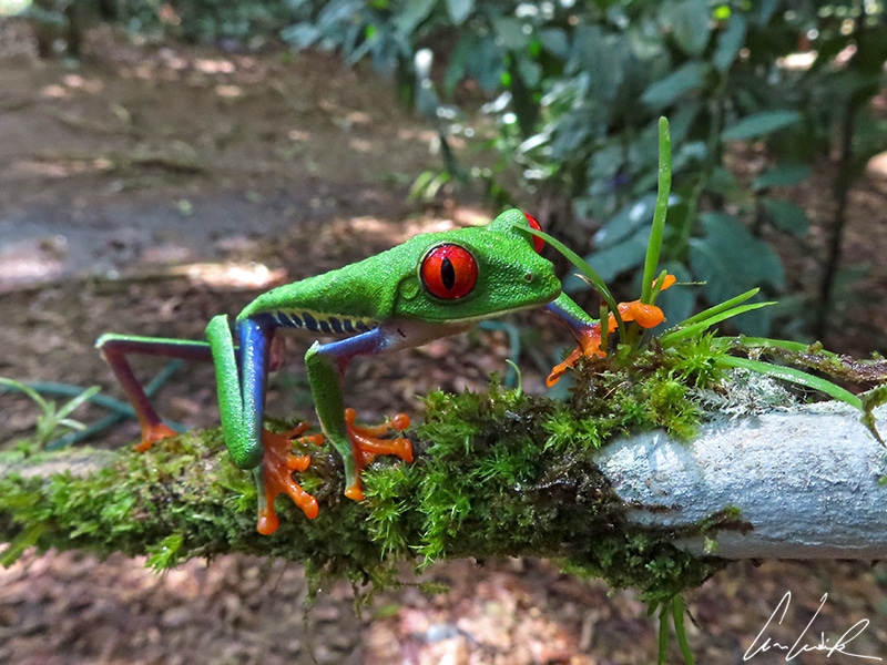 The Red-eyed tree frog is the unofficial symbol of Costa Rica. It has a vibrant green body with blue and yellow stripes on the sides and with orange or red toes.