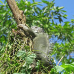 Un iguane vert se fait dorer tranquillement au soleil allongé sur une branche, prenant la pose parfaite pour une belle photo.