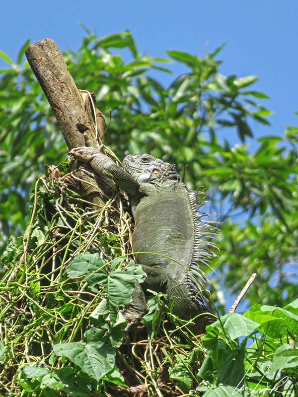 Un iguane vert se fait dorer tranquillement au soleil allongé sur une branche, prenant la pose parfaite pour une belle photo.