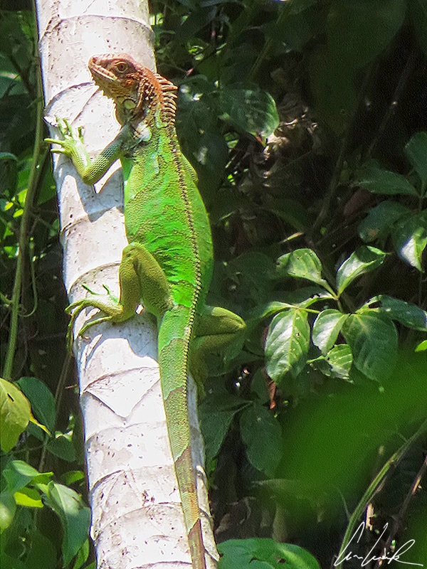 L’iguane vert n’est pas toujours vert ! Il a différentes couleurs selon sa région d'origine, mais aussi suivant son âge. Sa teinte peut prendre différents tons de vert, mais aussi être rosée.
