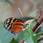 D'une envergure inférieure à 10 cm, Heliconius hecale possède des ailes antérieures allongées, oranges avec une grande variété de bandes et de taches noires.