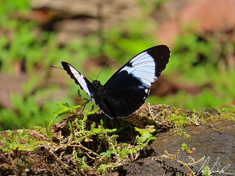 Heliconius cydno is a butterfly with elongated and rounded wings. It has a uniform dark color striped with a broad white band on the anterior wings.