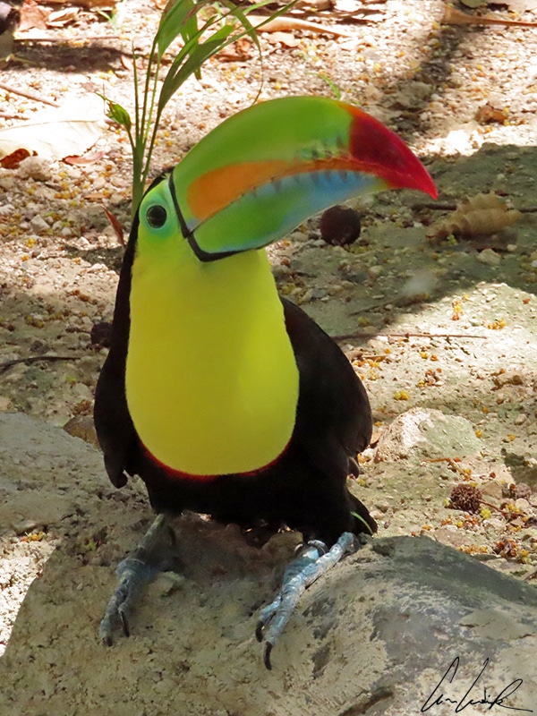 The Keel-billed Toucan or rainbow-billed toucan has a long colorful banana-shaped bill that averages 4.7-5.9 inches in length.