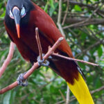 The Montezuma oropendola is deep chestnut in color, except for shades of yellow on their outer tail feathers and a black head complete with a pale, blue patch of skin and pink wattle.