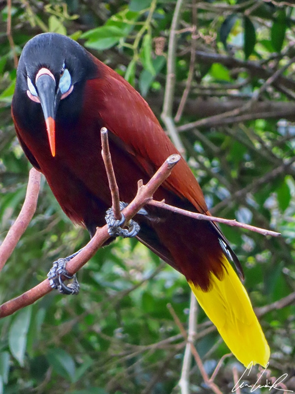 The Montezuma oropendola is deep chestnut in color, except for shades of yellow on their outer tail feathers and a black head complete with a pale, blue patch of skin and pink wattle.