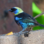 The golden-hooded tanager is a medium-sized passerine bird. The adult male has a golden head with a bluish face and black eye mask edged with violet blue above and below.