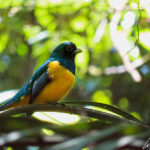 The Gartered Trogon adult male is iridescent blue in head and breast, iridescent green in the back, and have gray-blue bill, and bright yellow bellies.