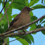 Le Merle brun, oiseau national du Costa Rica, encore appelé Yigüïrro arbore un plumage marron plutôt banal avec un bec jaune et des iris couleur brun-rouge.