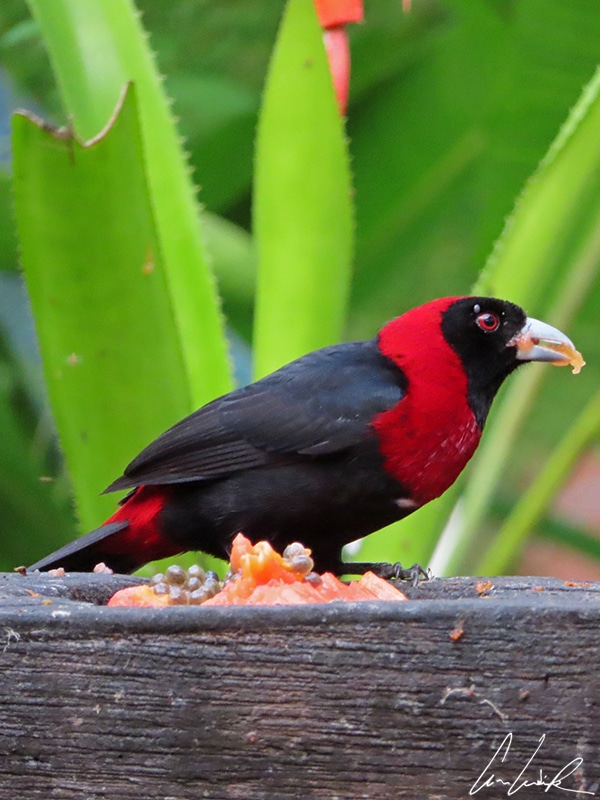 The crimson-collared tanager adult plumage is black with a red collar. It has a long bill that is a pale blue color and the legs are blue-gray. It has red irides.