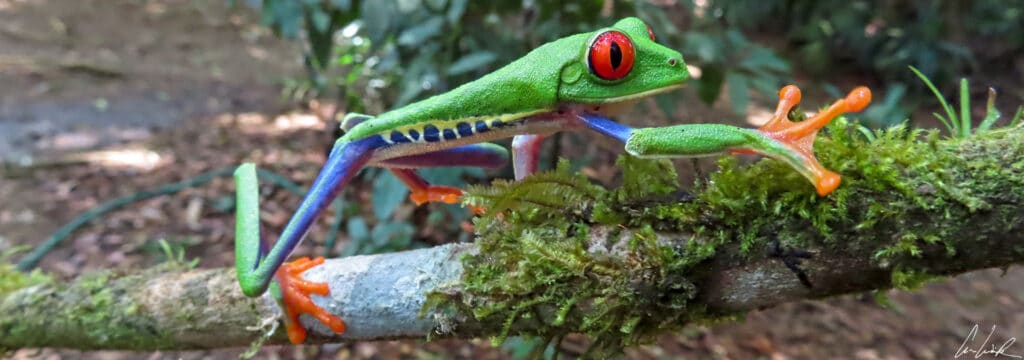 La rainette aux yeux rouge, symbole officieux du Costa Rica. Elle est reconnaissable à ses yeux rouges, à son corps vert avec des raies bleues et jaunes sur les côtés et des pattes orange.