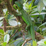 A female green basilisk rests on a branch close to the Rio Celeste. She has an elongated bright green color body with yellow eyes. The female basilisk is smaller comparatively and lack the ornamental fins of its male counterpart.
