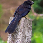 L’ani à bac cannelé a un plumage entièrement noir. Son fort bec noir est sillonné (d'où son nom spécifique) et comprimé latéralement, ce qui lui donne un profil particulier.
