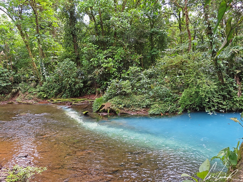 Le Teñidero ou le lieu de naissance du Rio Celeste: le río Buenavista et la Quebrada Agria, deux rivières à l’eau transparente, qui s’unissent pour créer un cours d’eau de couleur turquoise: le Rio Celeste.