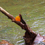 Un Anole brun mâle (Anolis sagrei) tranquillement installé sur une branche déploie son fanon gulaire. Ce fanon est souvent utilisé lors des parades nuptiales ou pour impressionner d'éventuels rivaux.