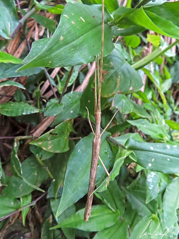 Stick insect is so named for its effective camouflage among the woody plants. It’s typically brown with thin, stick-shaped bodies that help it blend in as it perches on twigs and branches.