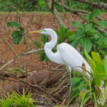 The Great Egret is bright white wading bird. It is tall, long-legged bird with long, S-curved neck and long, dagger-like bill.