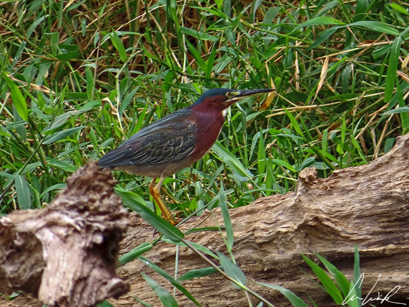 The Green Heron is short and stocky, with relatively short orange legs and thick neck. It has a deep green back and crown, and a chestnut neck and breast. The upper mandible of the bill is dark.