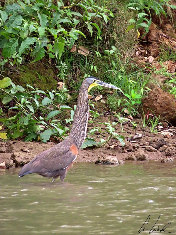 The Bare-throated Tiger-Heron has a green face and throat. The front of its neck is tawny and white striped. The hind neck is finely barred in brown and buff. The upper bill is black with a cutting edge and the lower bill dull yellow.