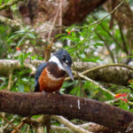 The male Ringed Kingfisher has rusty-brown underparts with white undertail coverts and a white throat. The head is bluish grey, with conspicuous bushy crest.