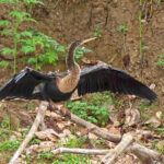 L’Anhinga d’Amérique possède un plumage sombre avec de belles ailes argentées et un long cou. Son plumage étant perméable à l'eau, il doit passer de longs moments à sécher au soleil.