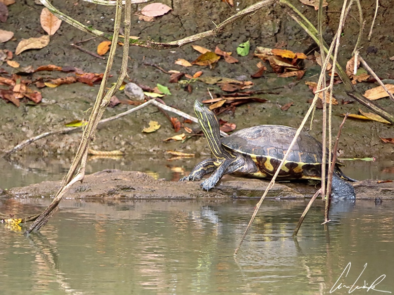 Une tortue à ventre jaune se réchauffe au soleil, allongée sur un bois flottant. Cette tortue d’eau douce a une peau marquée de traits rayés de couleur jaune/vert. Sa carapace est de couleur marron vert